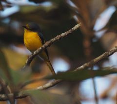 Pericrocotus flammeus