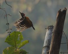 Dinopium benghalense