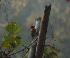 Dinopium benghalense