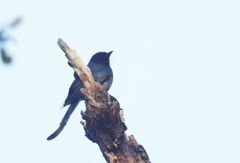 Dicrurus leucophaeus