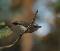 Tephrodornis sylvicola