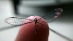 Croce filipennis