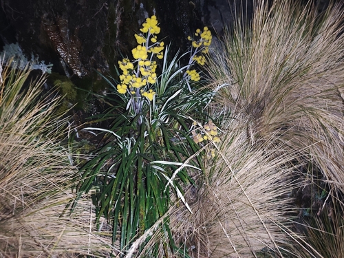 Senecio comosus culcitioides