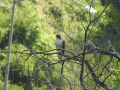Buteo jamaicensis