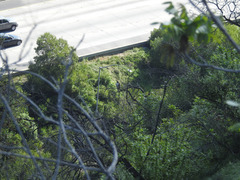 Buteo jamaicensis