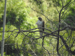 Buteo jamaicensis