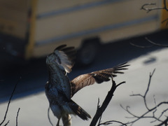 Buteo jamaicensis