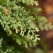 Hymenophyllum australe - Photo (c) Reiner Richter, μερικά δικαιώματα διατηρούνται (CC BY-NC-SA), uploaded by Reiner Richter