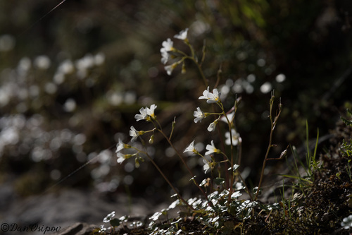 Romanzoffia californica