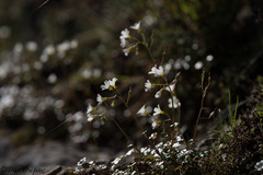 Romanzoffia californica