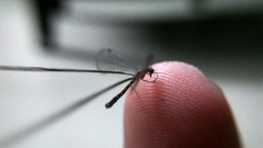 Croce filipennis