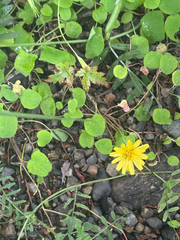 (c) 岸本年郎, some rights reserved (CC BY) Ixeris stolonifera, photograph (c) 岸本年郎, some rights reserved (CC BY)