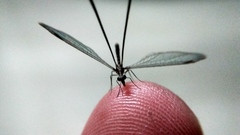 Croce filipennis