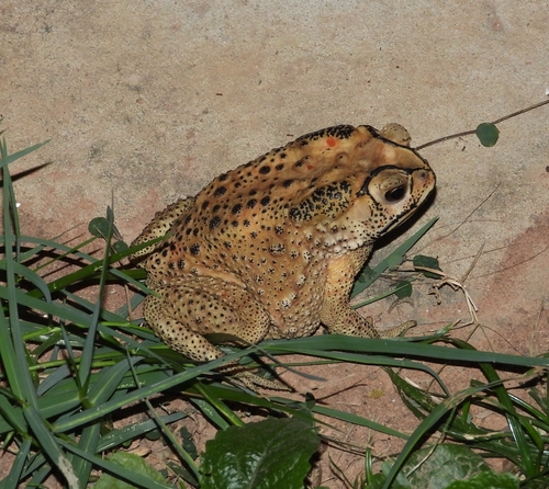 Asian Common Toad