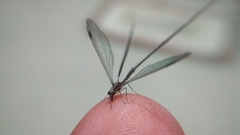 Croce filipennis