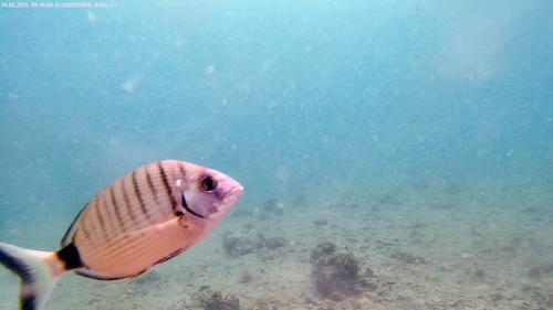 Diplodus sargus