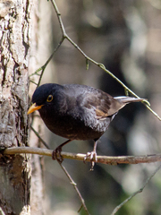 Turdus merula