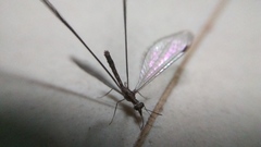 Croce filipennis