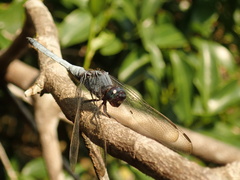 Orthetrum glaucum