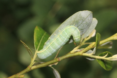Orthosia hibisci