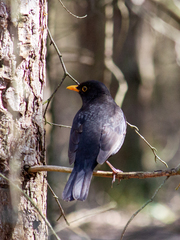 Turdus merula