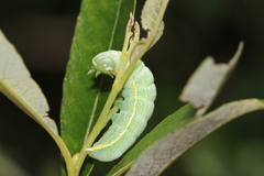 Orthosia hibisci