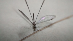 Croce filipennis