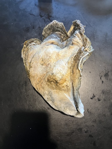 Eastern Oyster, Meadow Ln, Southampton, NY 11968, USA, photo 6 of 10