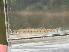 Scaly Sand Darter photo 1