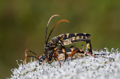 Leptura annularis