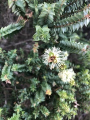 Melaleuca squarrosa