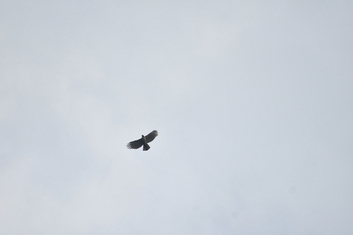 Mountain Hawk-Eagle
