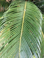 Cycas revoluta