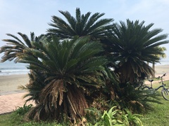 Cycas revoluta