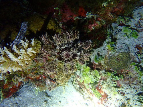 Stephanometra indica observed 2026-05-05