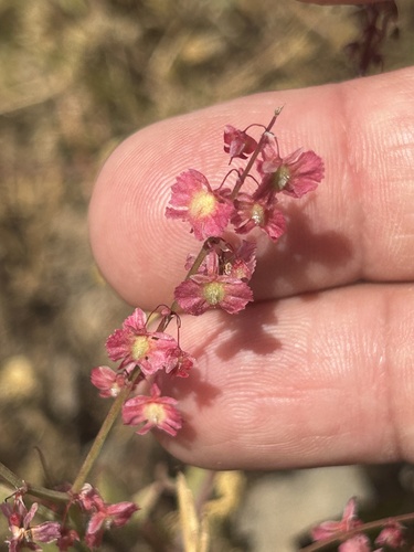 Rumex papilio