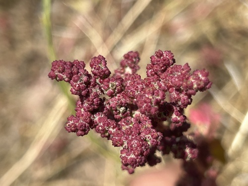 nettle-leaved goosefoot