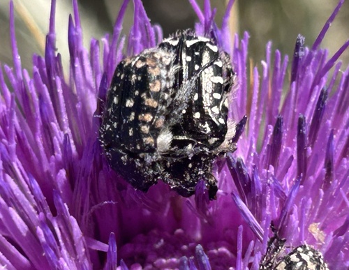 Mediterranean Spotted Chafer