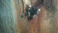 Catephia linteola