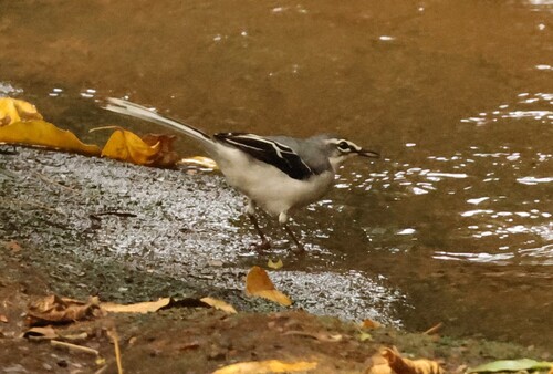 iNaturalist image