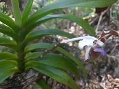 Vanda bicolor