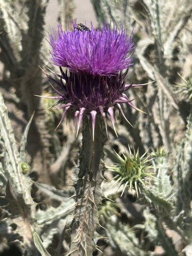 Onopordum macracanthum