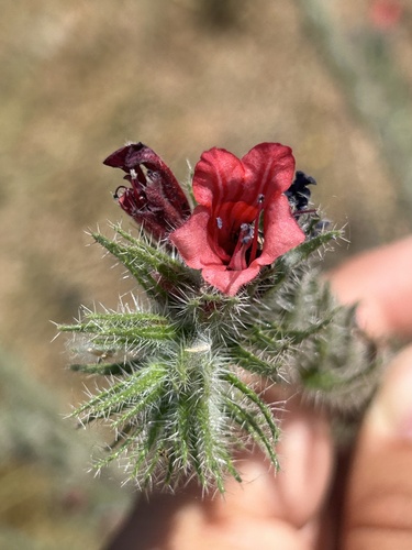 Echium horridum