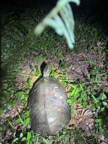 Yellow-headed Temple Turtle