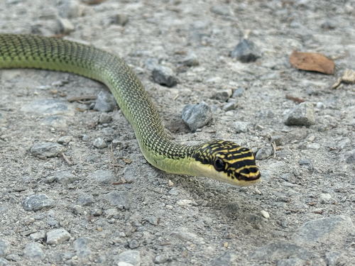 Golden Tree Snake
