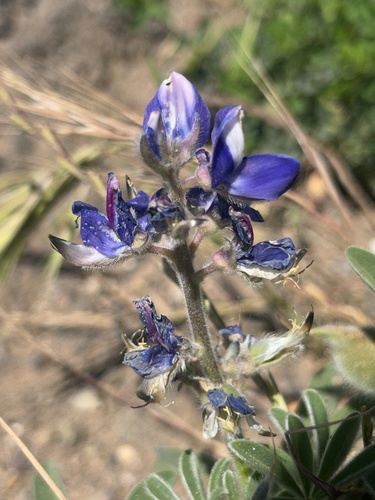 Atlas lupin