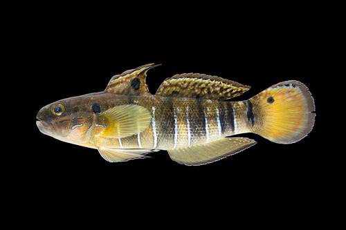 Banded goby (Amblygobius phalaena) — Gobiidae — 4