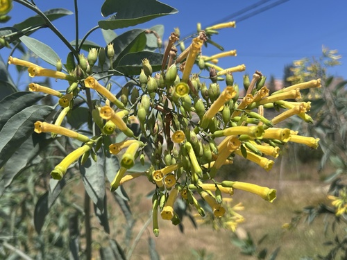 tree tobacco