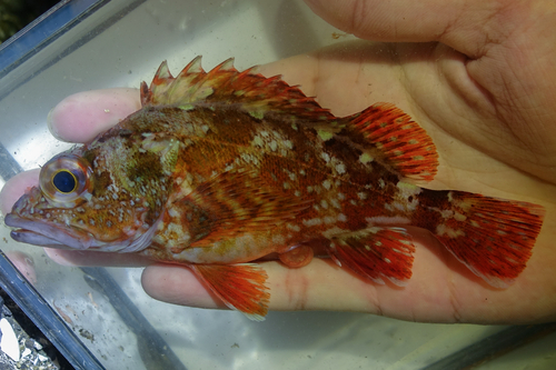 Spotted rockfish (Sebastiscus tertius) — Sebastidae — 2
