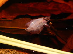 Sphaerichthys osphromenoides